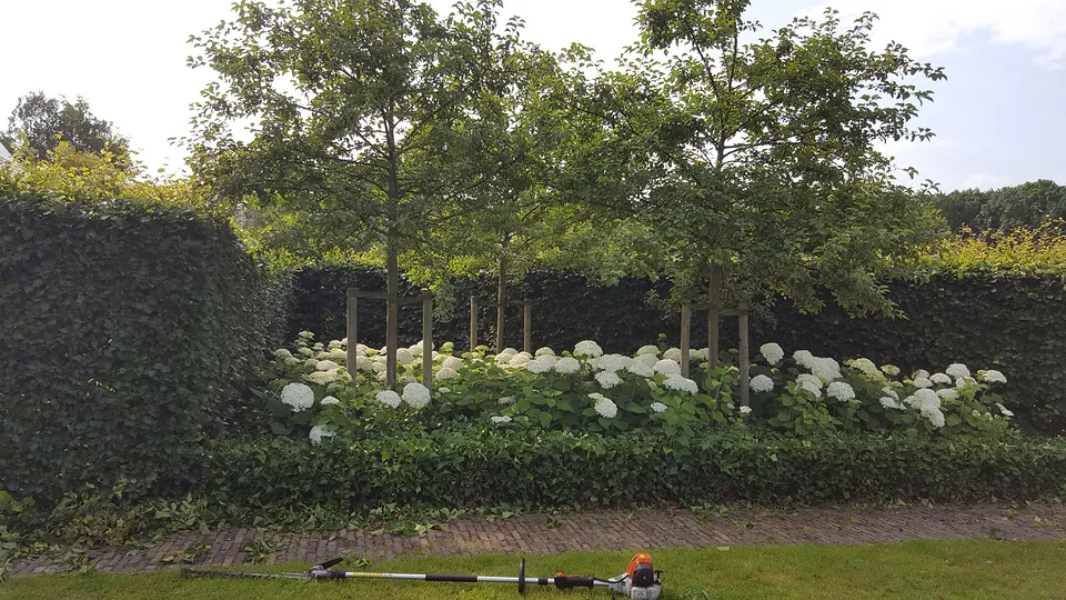 Strak geknipte haag met witte hortensia’s en bomen