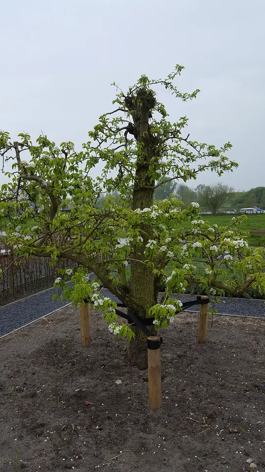 Beplanting, foto 2 van 7