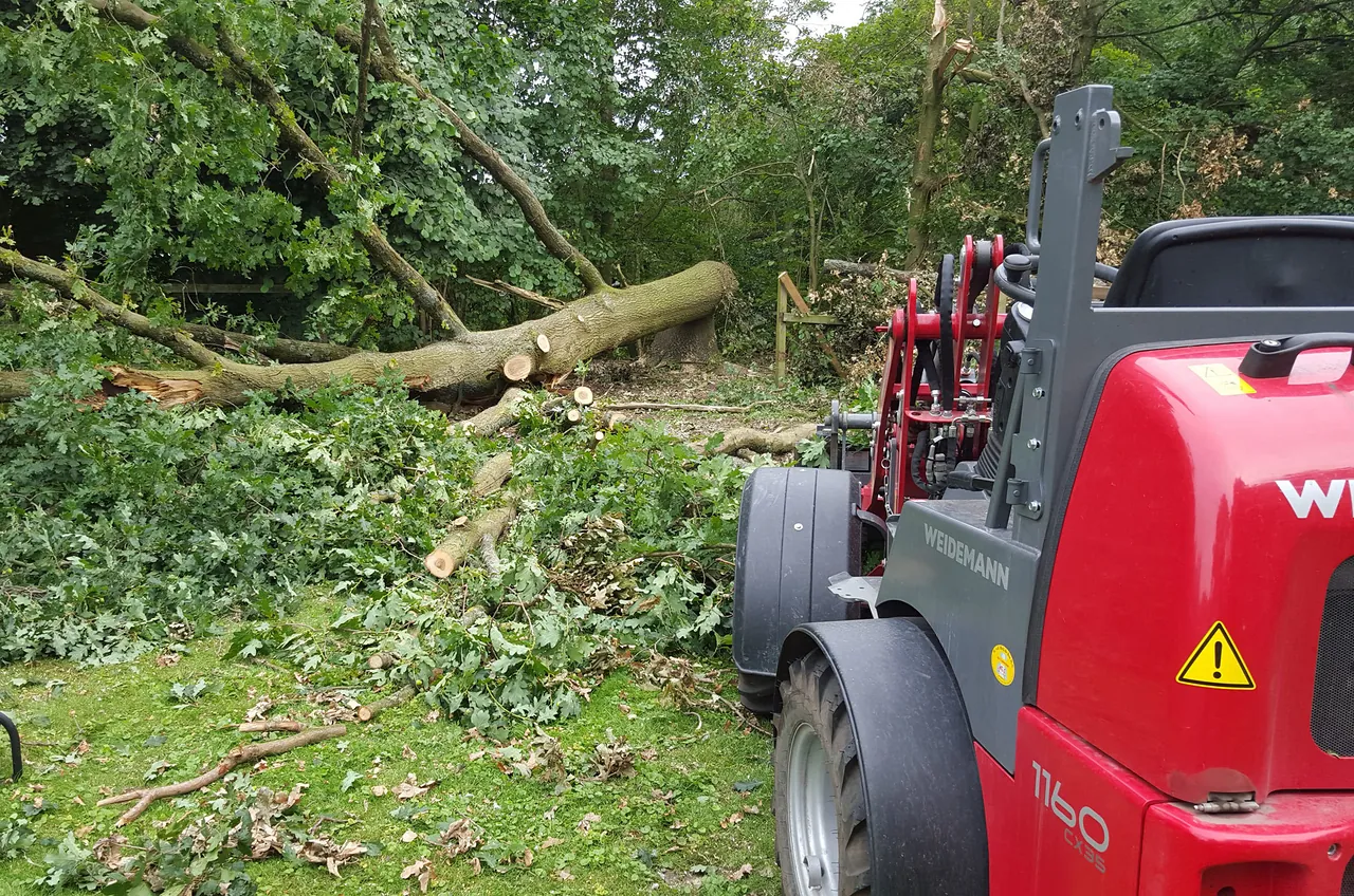 Onderhoud en bomen