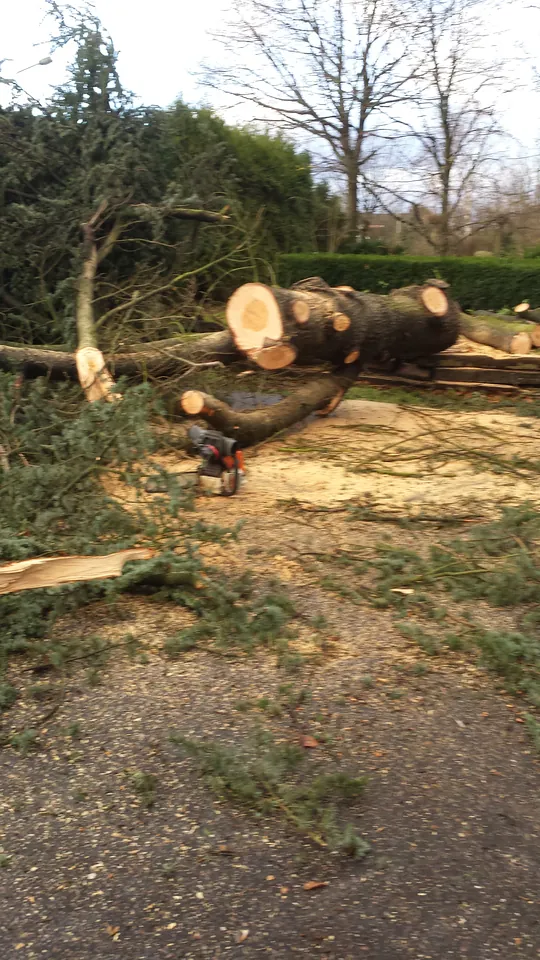 Onderhoud en bomen, foto 4 van 10