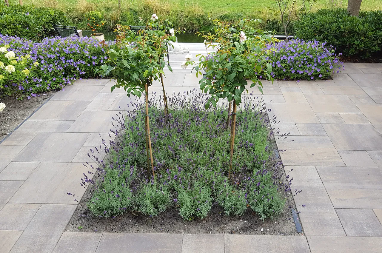 Beplanting