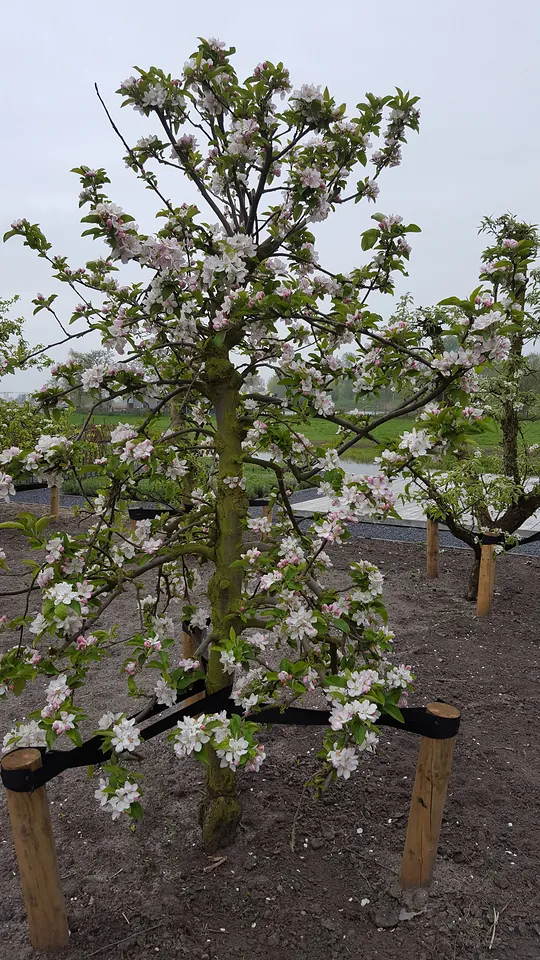 Beplanting, foto 6 van 7
