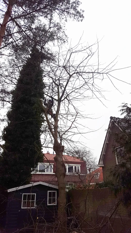Onderhoud en bomen, foto 8 van 10