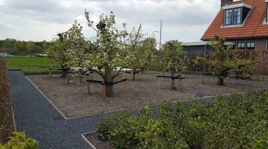 Dezelfde tuin na de aanleg: bloeiende bomen, grindpaden en hagen