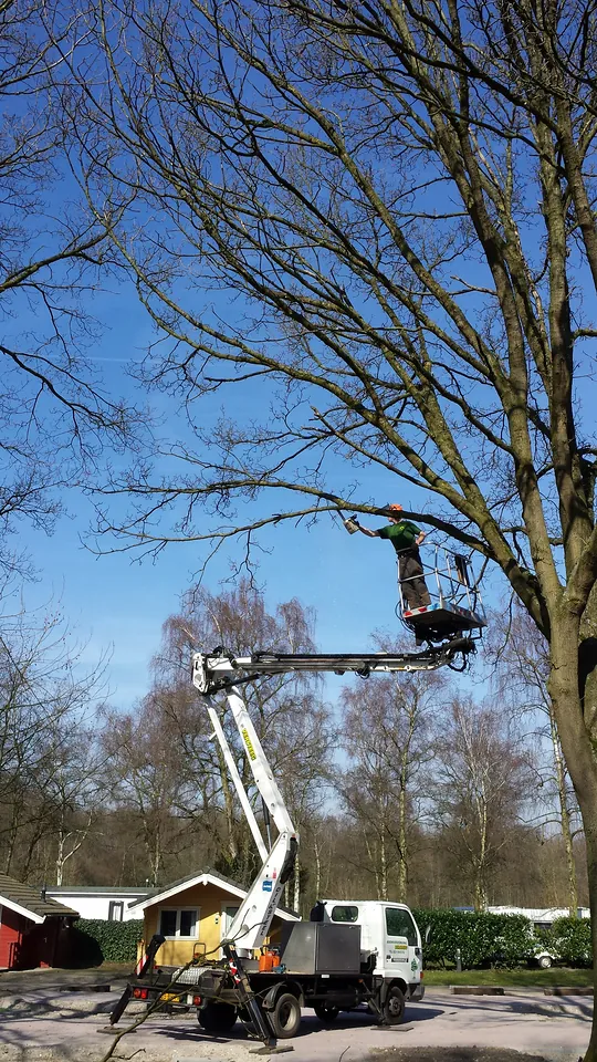 Onderhoud en bomen, foto 9 van 10