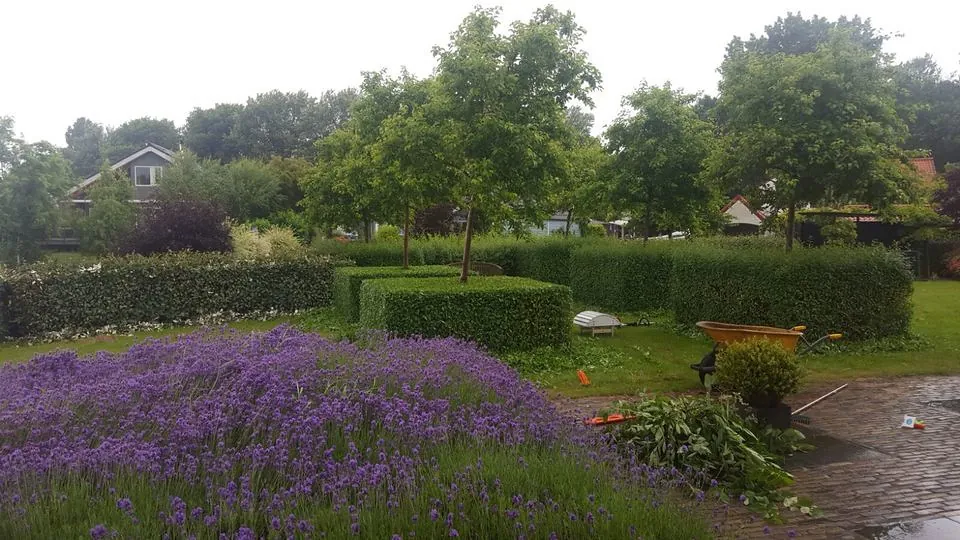 Verzorgde tuin met lavendel en strak geknipte hagen